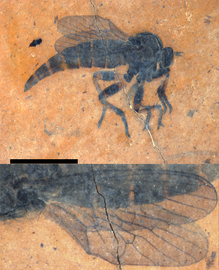 a black fossilized fly preserved in orange amber.