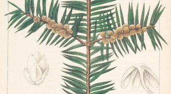 Colored drawing of a conifer tree branch with cones.