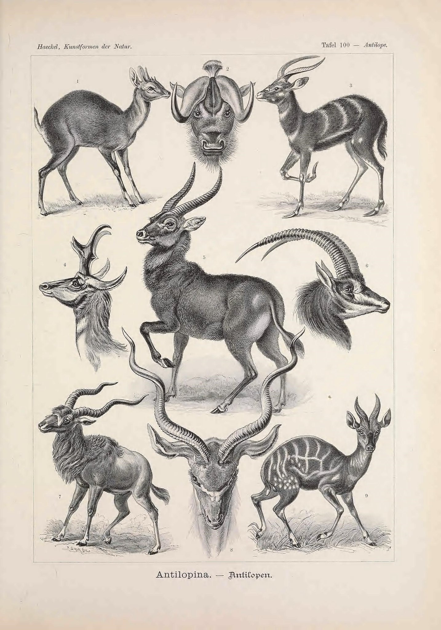 Collage of various black and white drawings of antelopes, some full body, others head only.