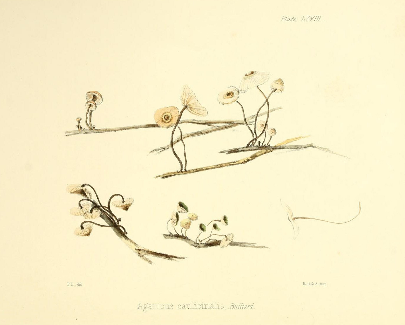 Illustration of fungi.