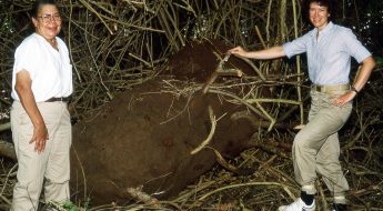 Two scientists researching termites in the British Virgin Islands stand together with a huge termite nest in between them. Photo taken in 1986.