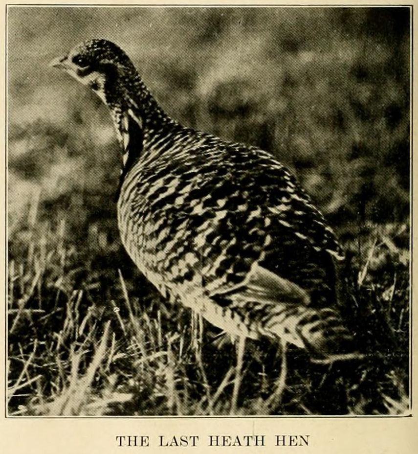 black and white photo of a bird, the heath hen