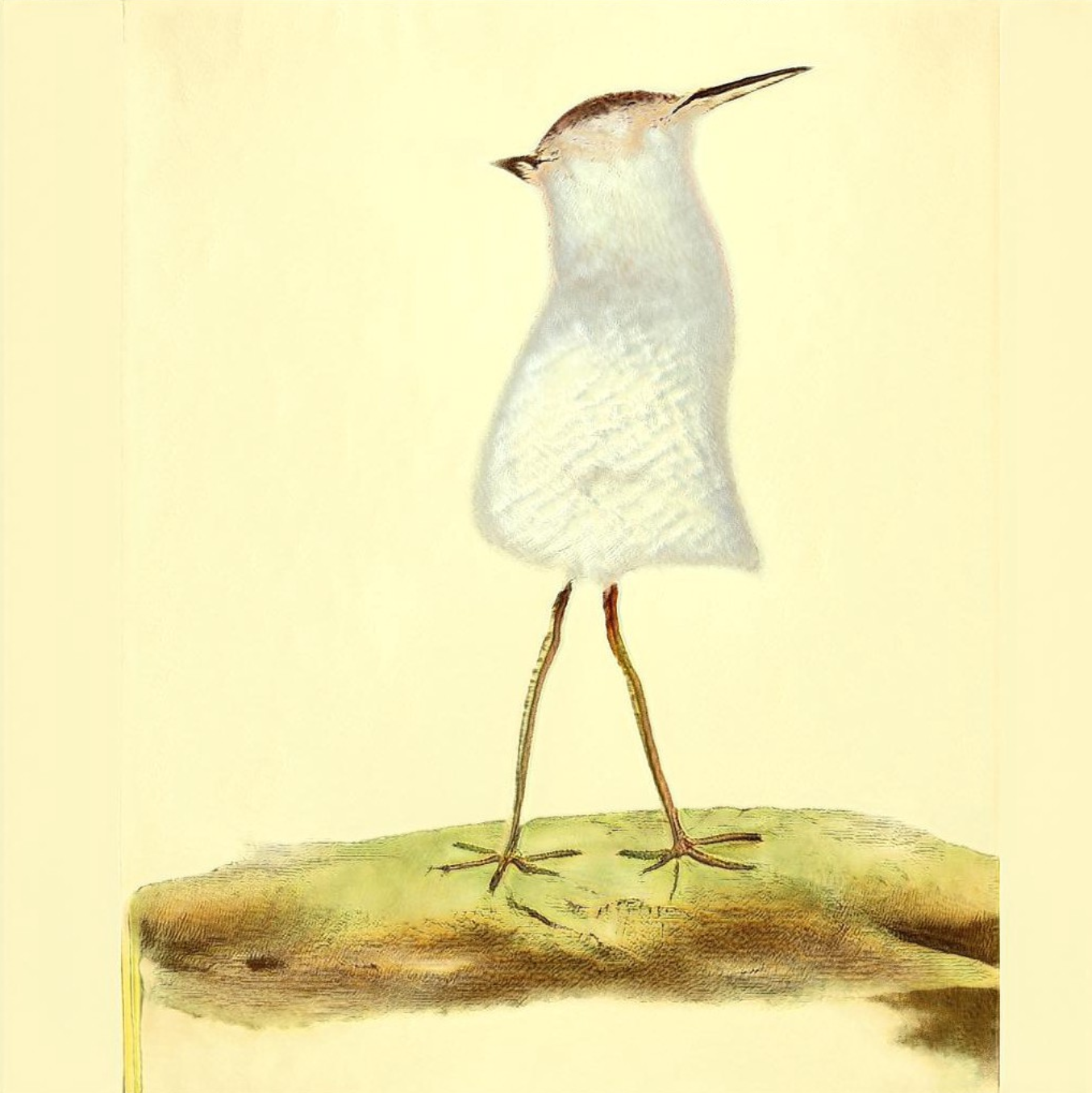 A single screenshot of a bird image in which the bird has two legs which look real but the body is tubular and upright unlike any bird I’ve seen. It also has no eyes and one beak on one side of its head and another beak on the other side.