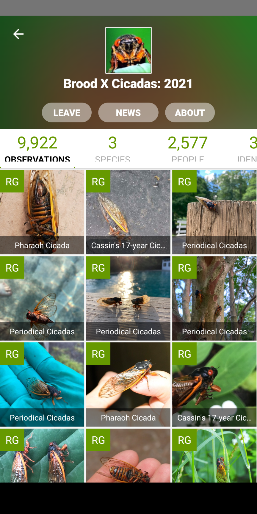 Collage of photos of cicadas from iNaturalist.