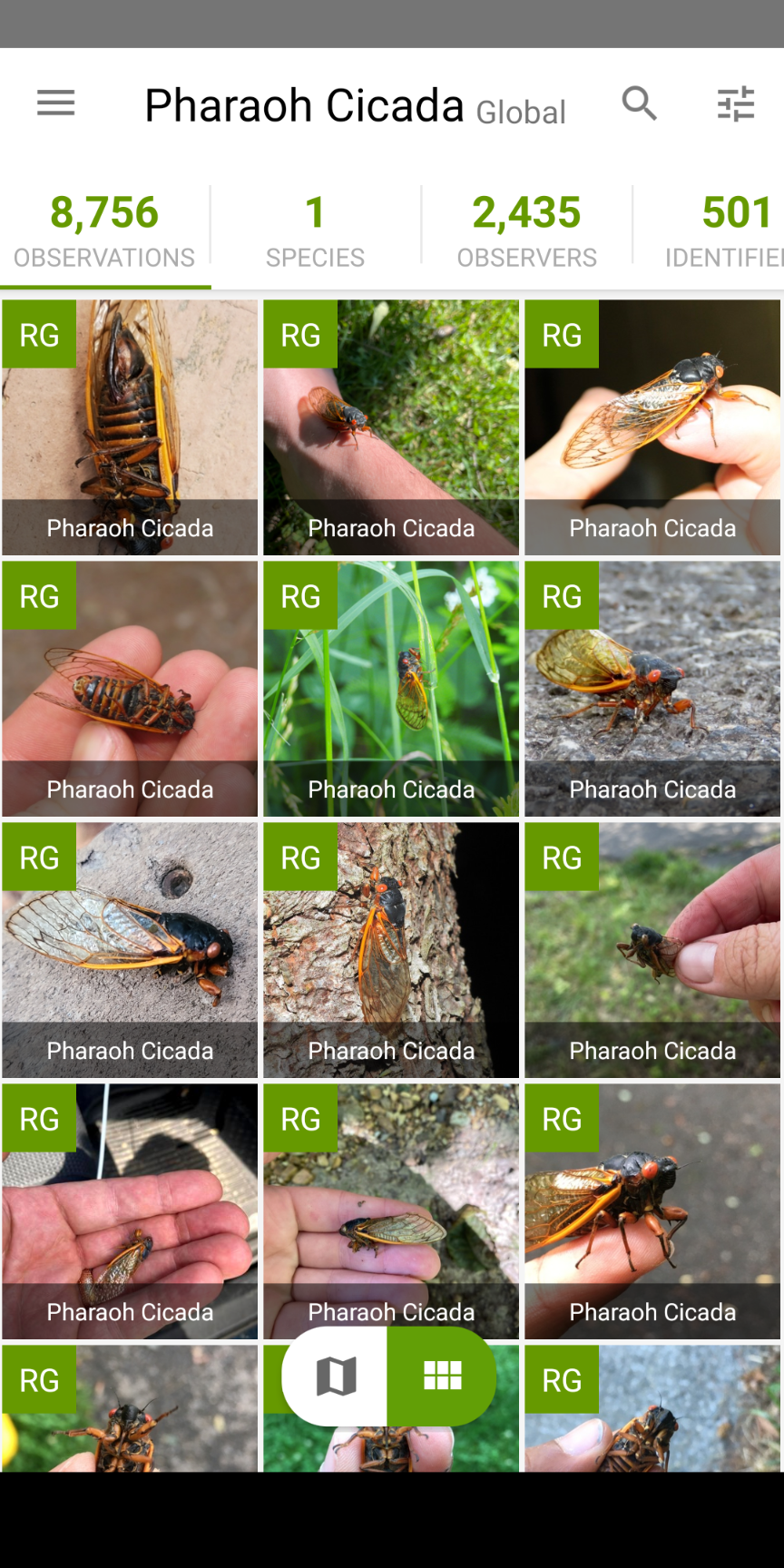 Screenshot of the iNaturalist app with photos of cicadas.
