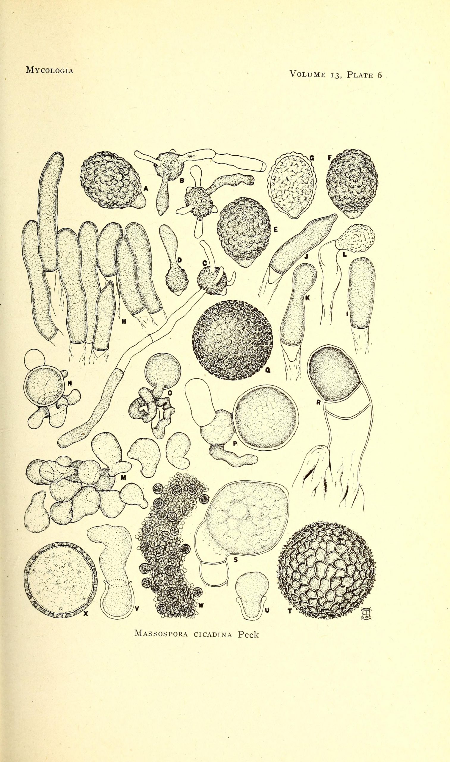 Black and white drawings of Massospora cicadina fungus.