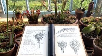 Black and white book open on a table, depicting insectivorous plant sketches and text, surrounded by potted carnivorous plants
