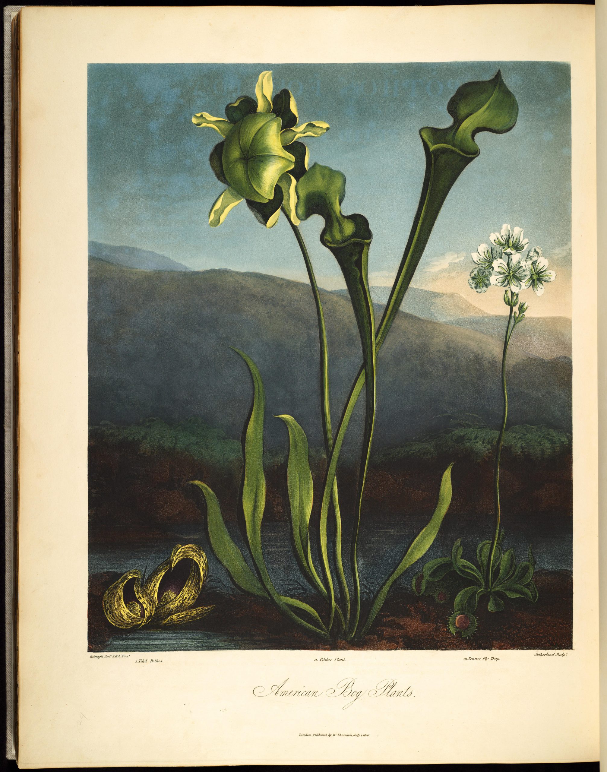 A pitcher plant with pitcher "lid" open and a closed blossom in the foreground. A Venus flytrap with open "traps" and a cluster of white blossoms.