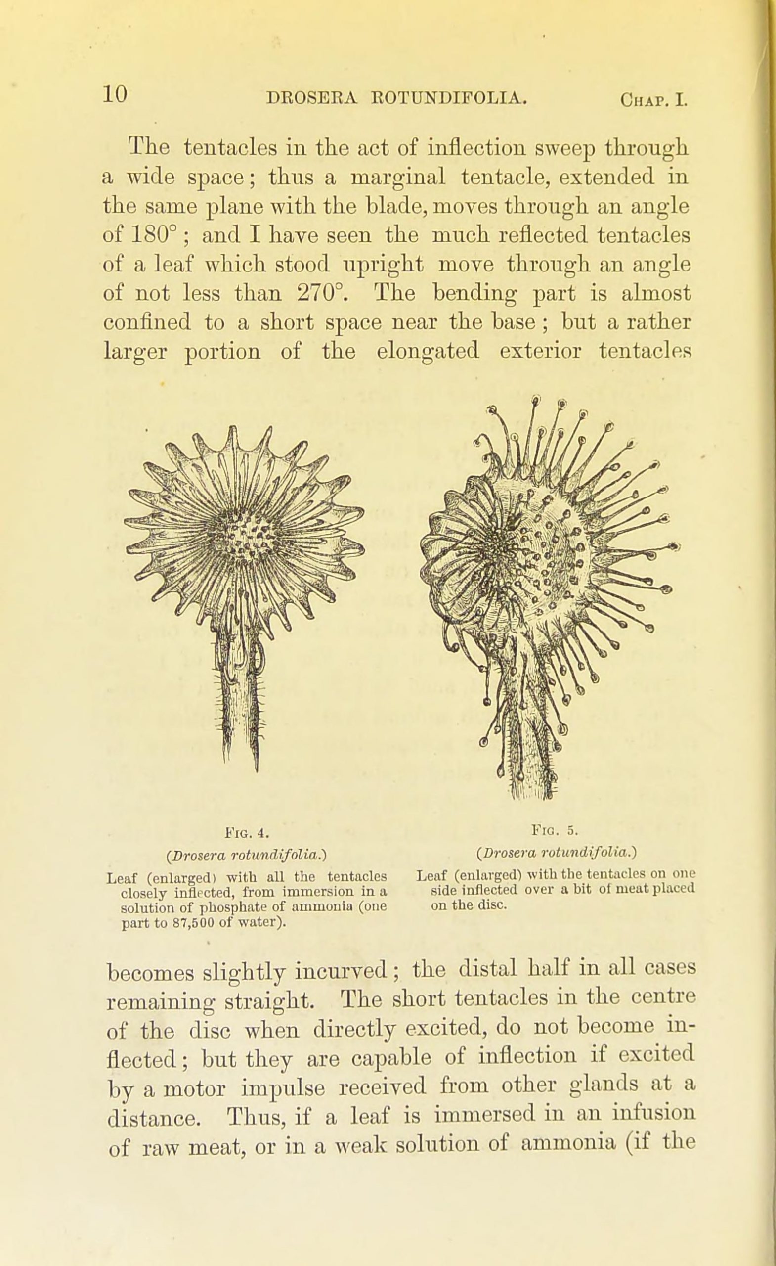 Two black and white sketches of open and closed tentacles of the sundew plant, surrounded by descriptive text of the species