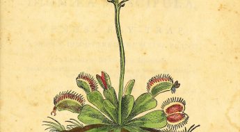 Full color sketch of a blooming Venus flytrap, with white blossoms and red-lined traps catching insects