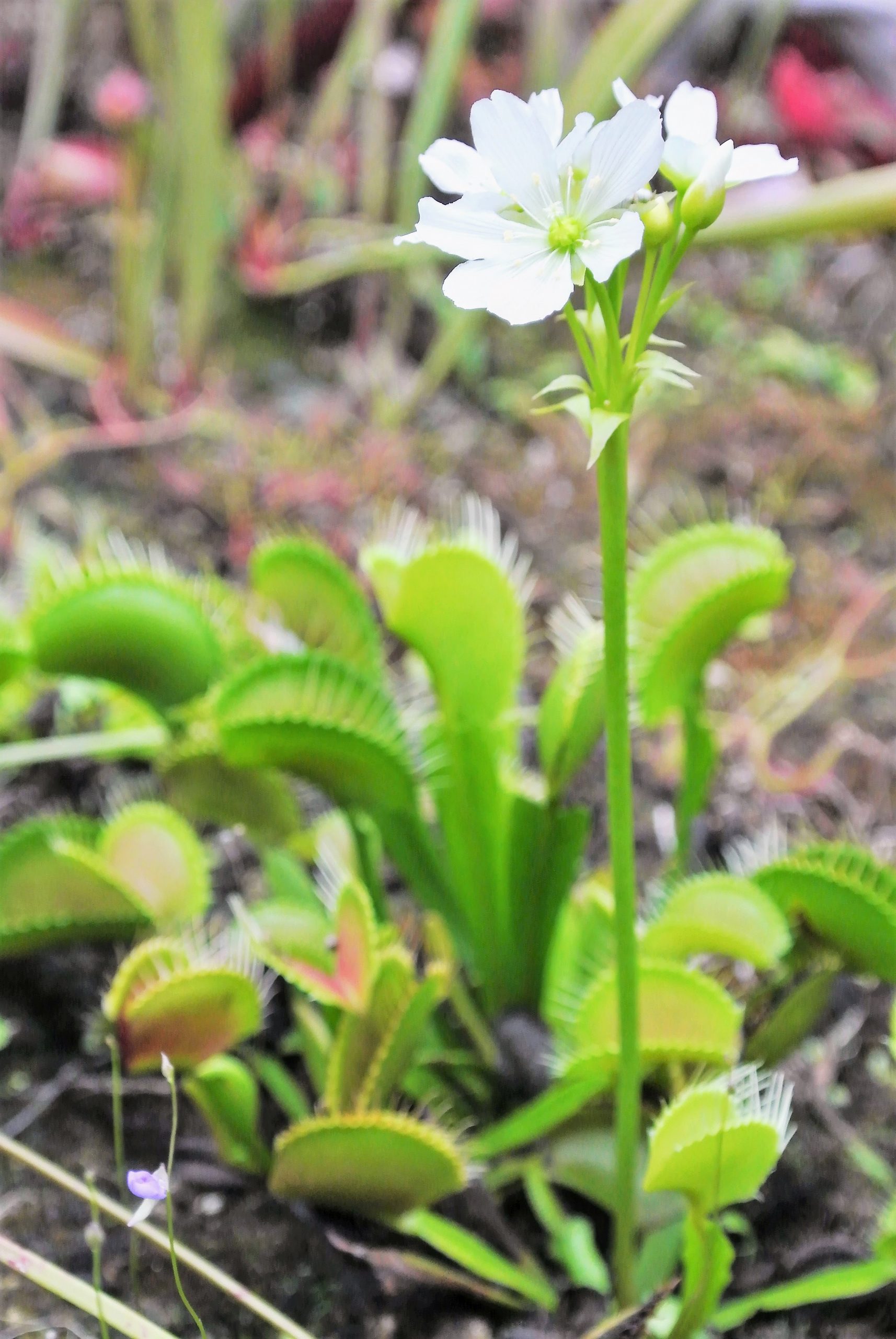 A cluster of white flowers are seen about the open leaves of a Venus flytrap