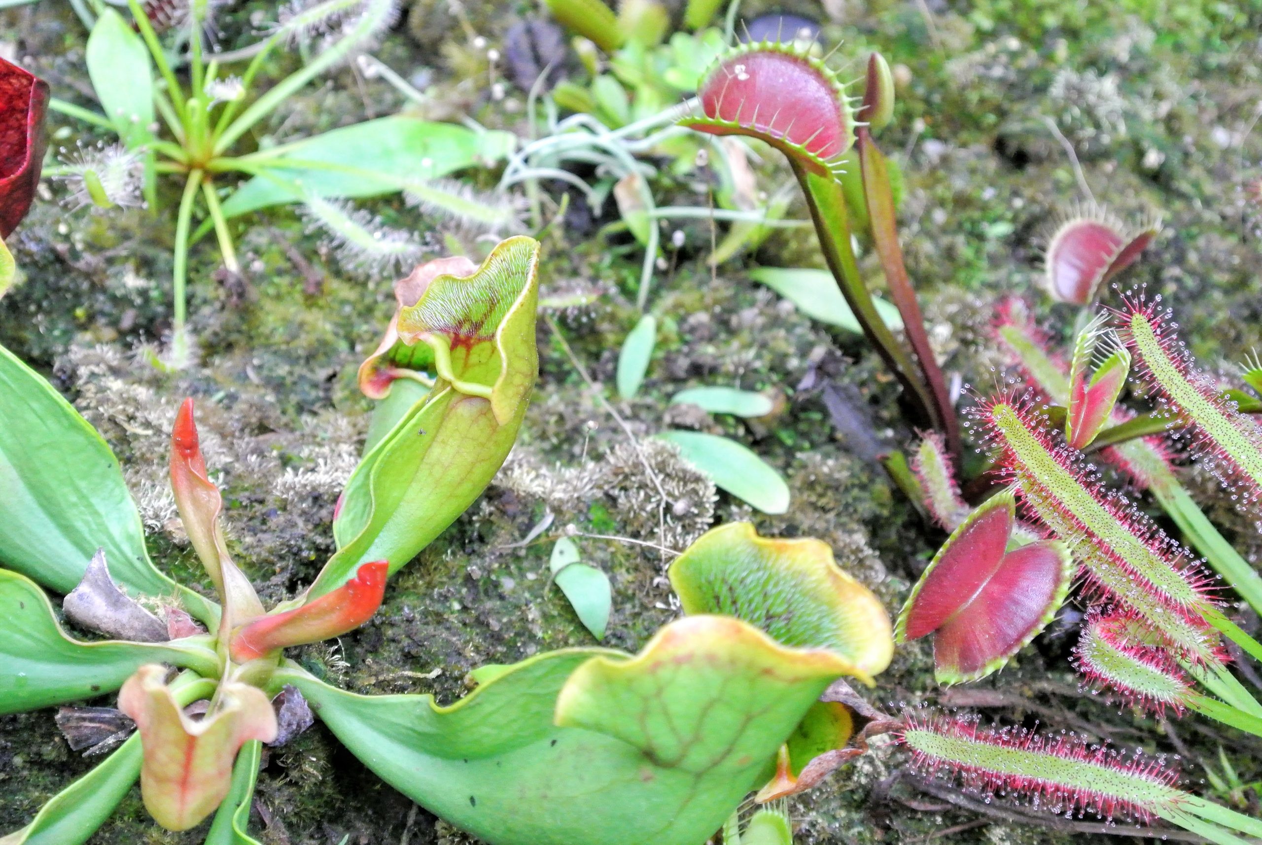 A close up view of the ground covered with pitcher plants, Venus flytraps, and sundew plants