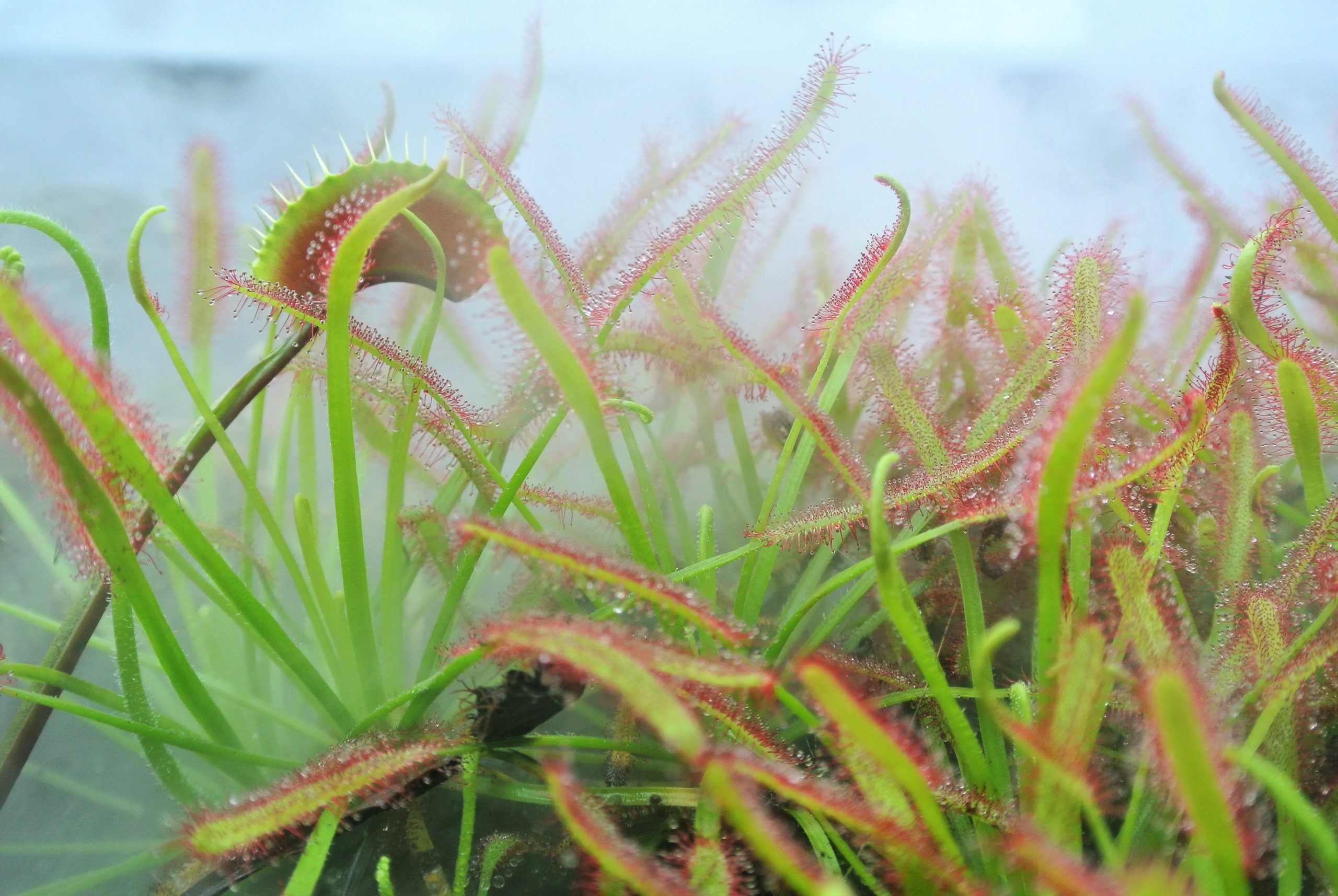 Misty view of sundew plants with pink sticky hairs on green leaves. One Venus flytrap leaf hidden among the sundew leaves.