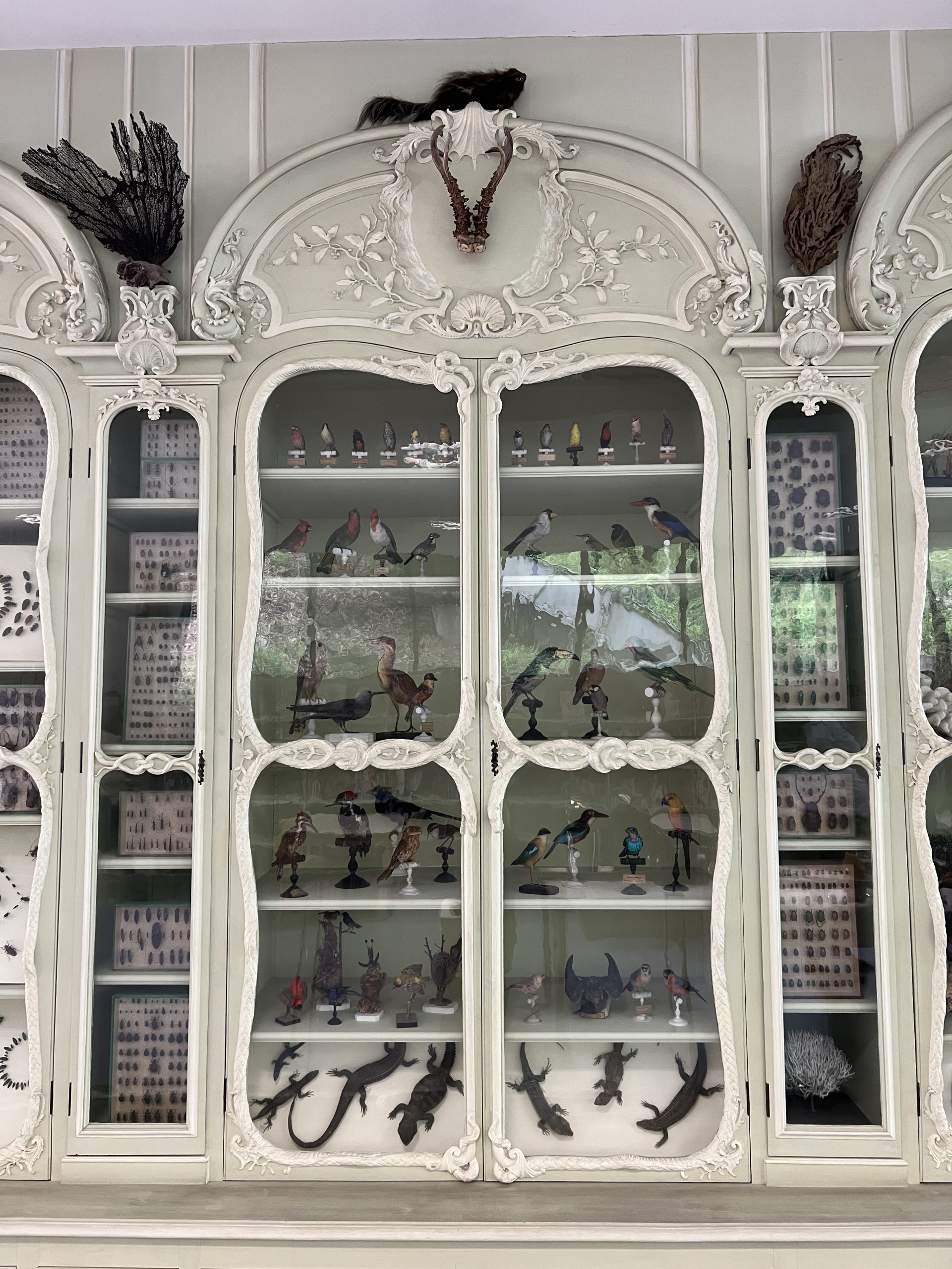 Specimen collections inside the Cabinet de curiosité de Joseph Bonnier de la Mosson, housed on the main floor of the central library of MNHN