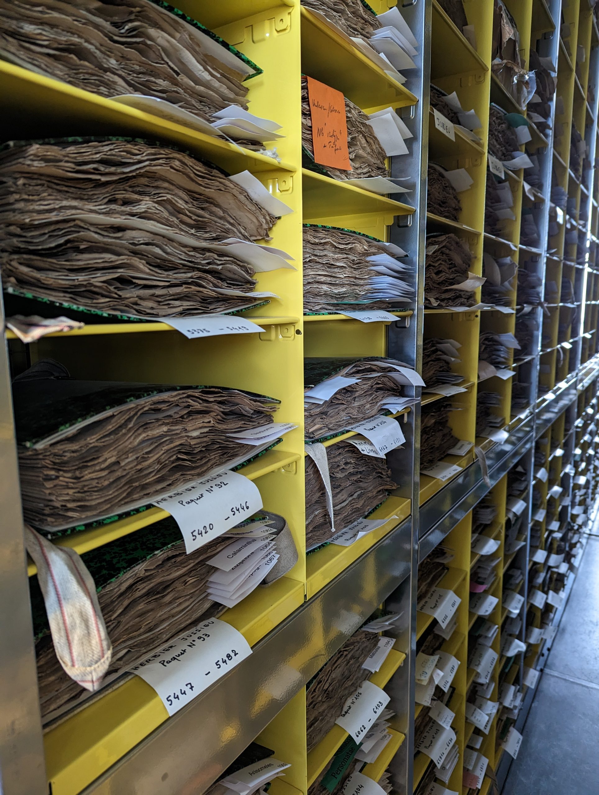 Long shelves of herbarium specimen