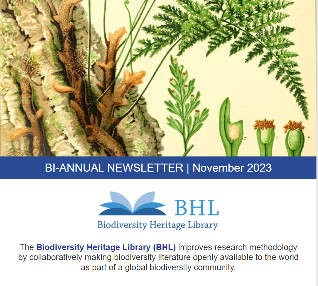 Preview of newsletter header with image of ferns