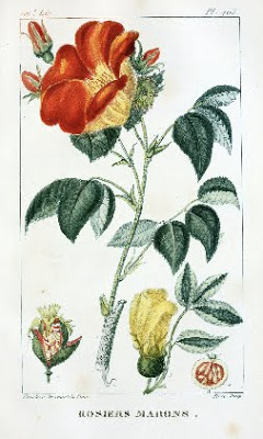 View Full Size Image