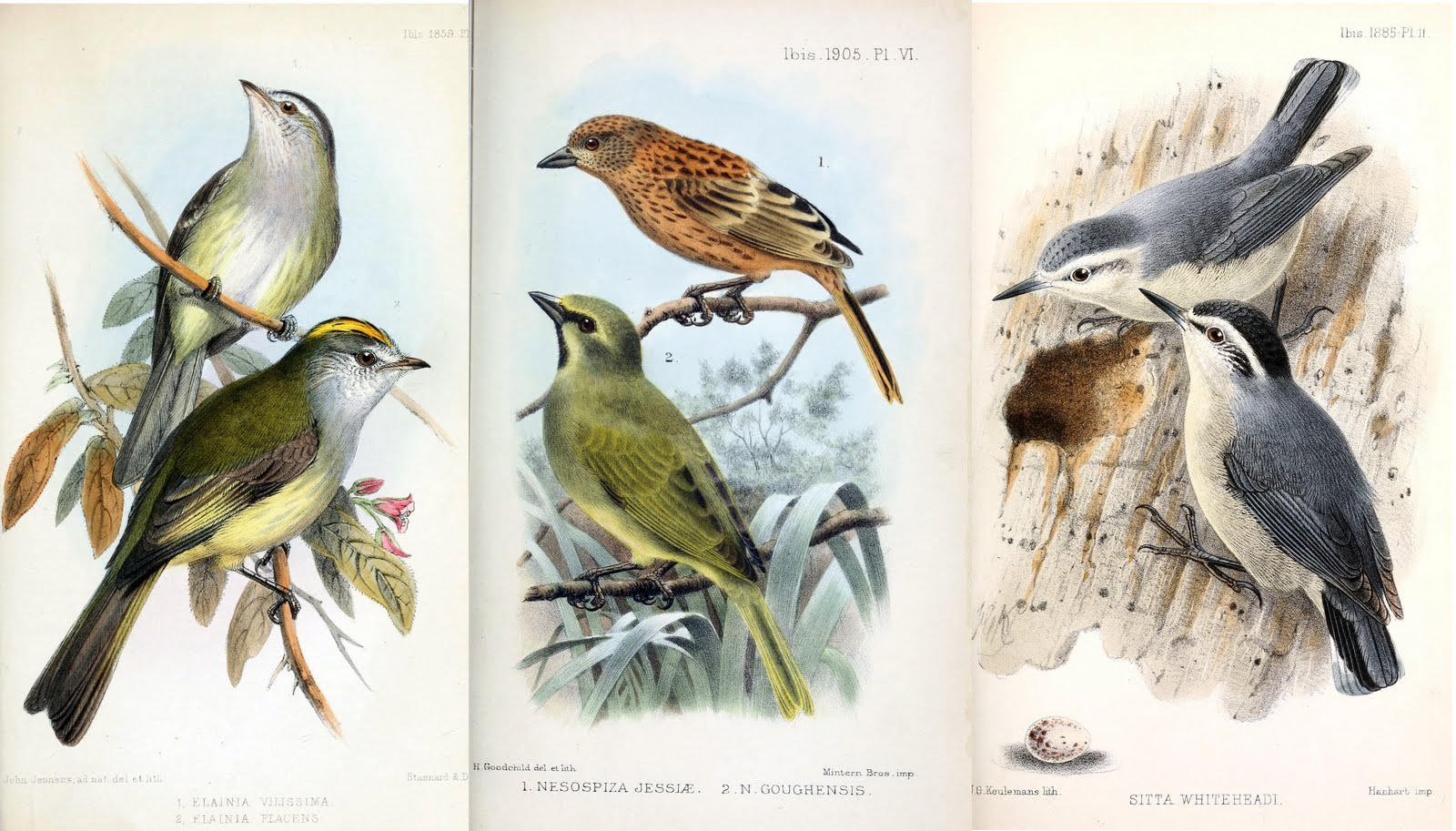 View Full Size Image of these blue birds