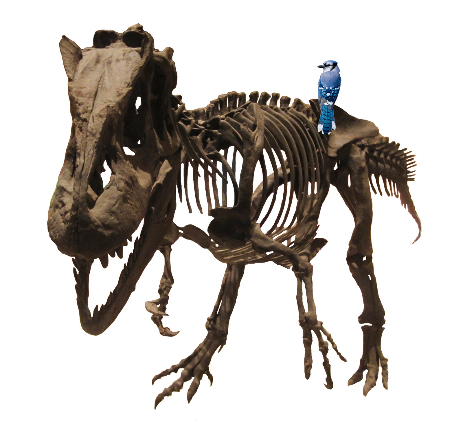 View Full Size Image