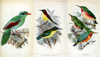 View Full Size Image of these green Birds