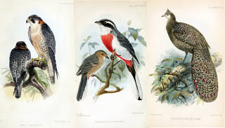 View Full Size Image of these red birds