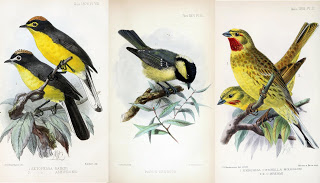 View Full Size Image of these Yellow Birds