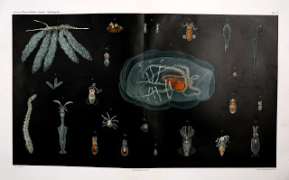 View Full Size Image