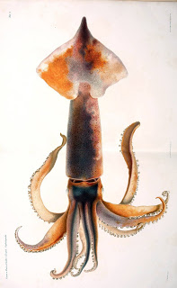 View Full Size Image