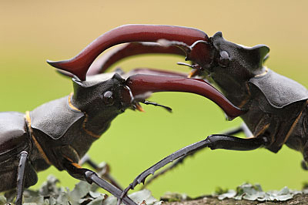 View Full Size Image