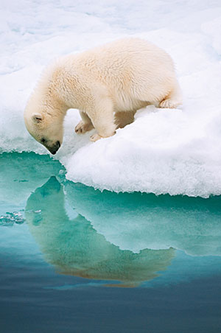 View Full Size Image