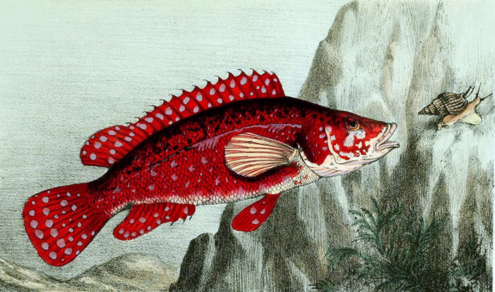 View Full Size Image