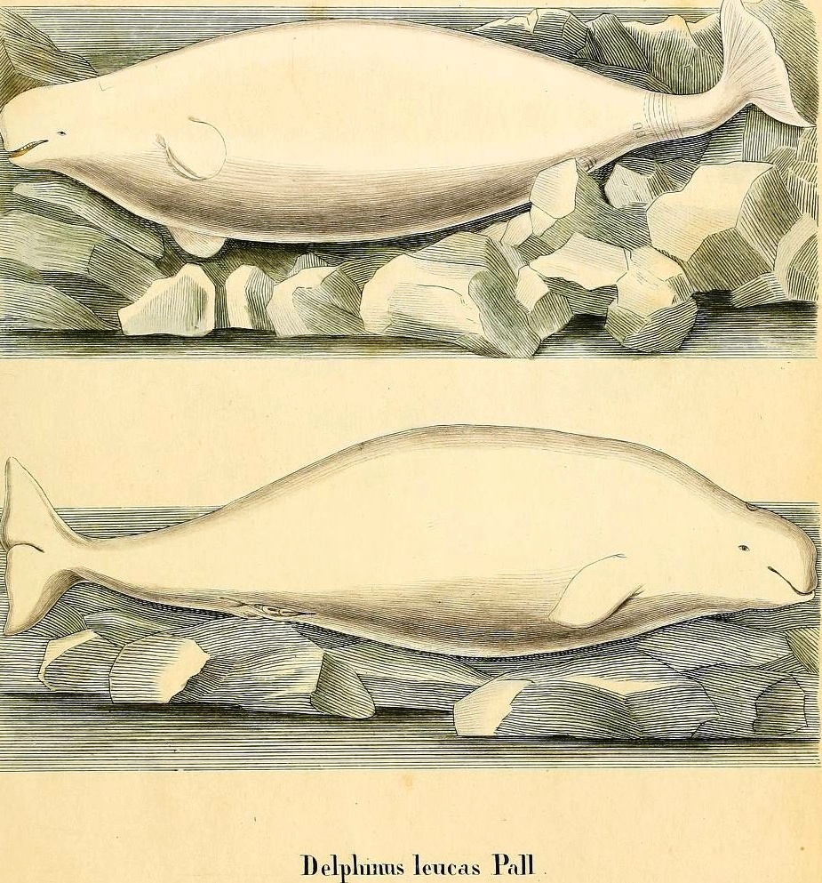 View Full Size Image