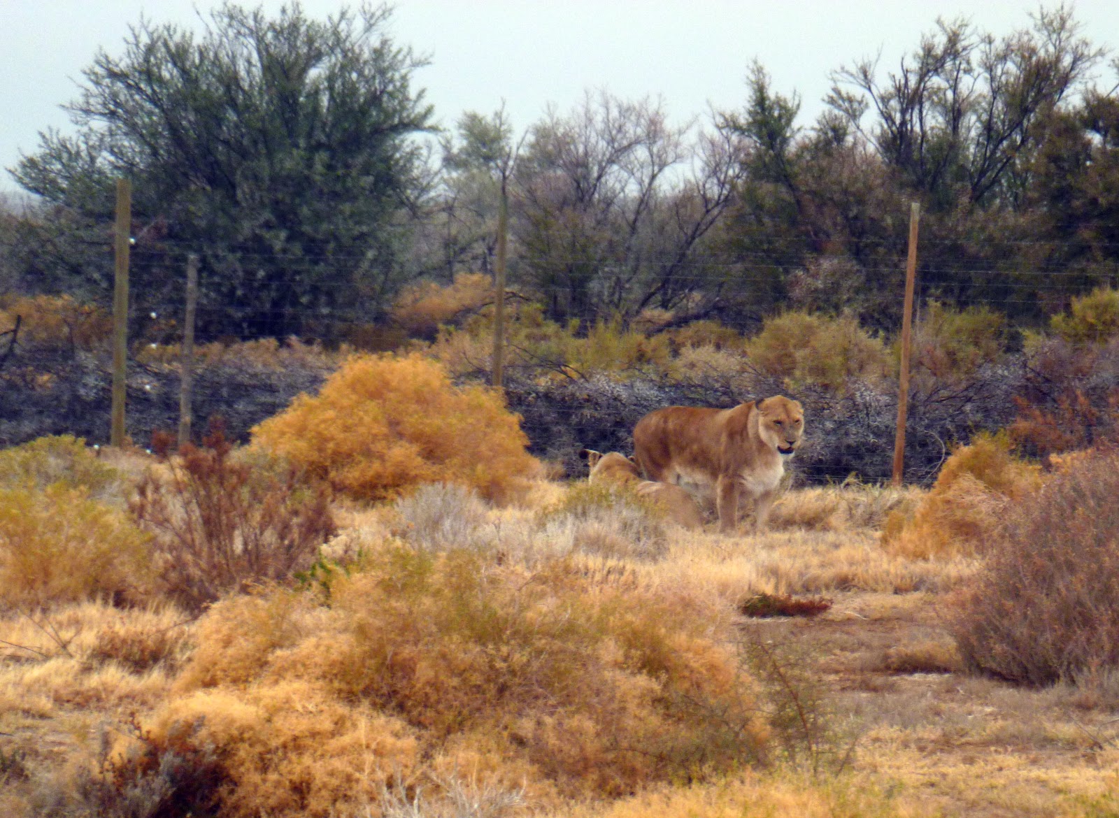 View Full Size Image