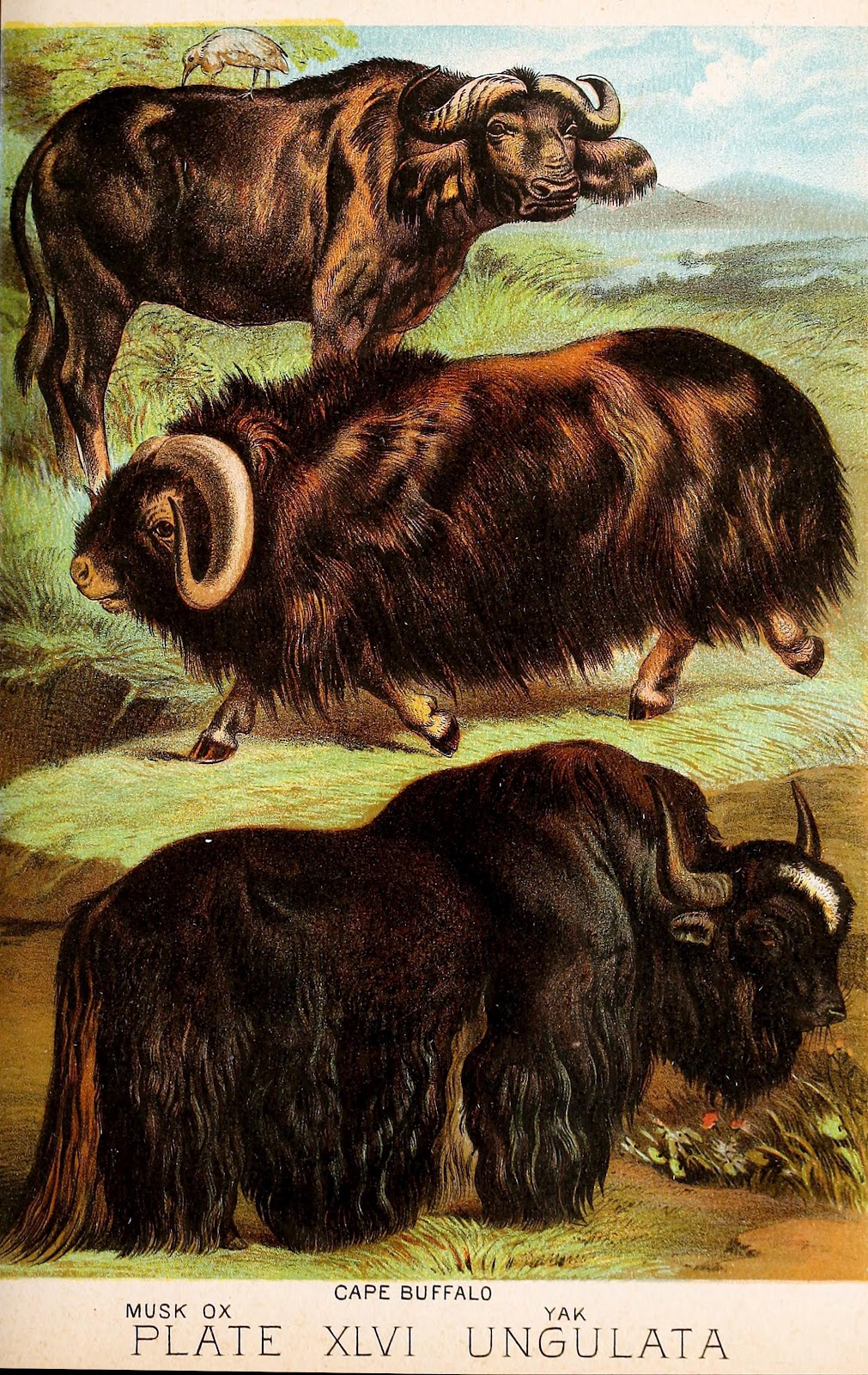 View Full Size Image