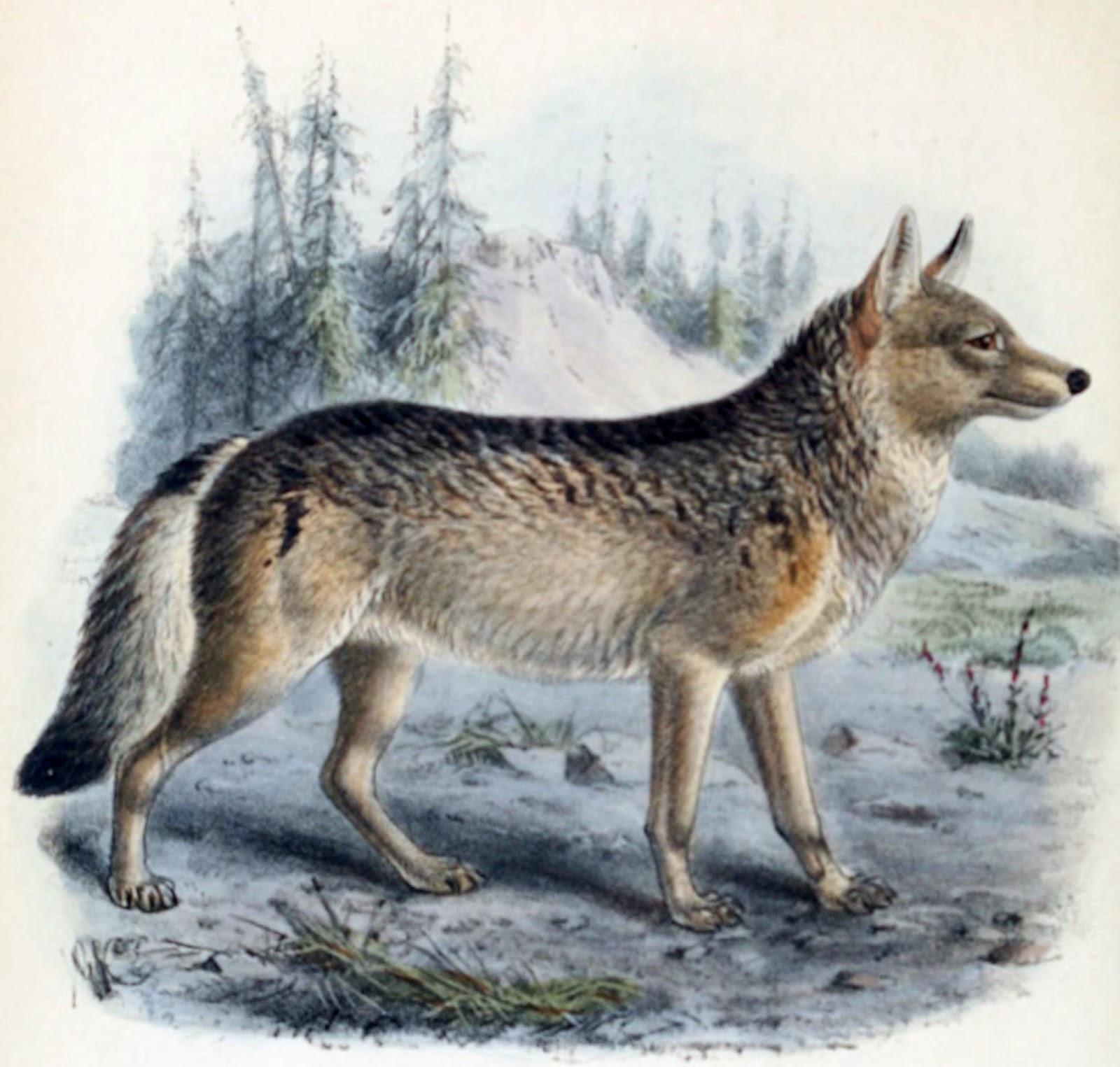 View Full Size Image