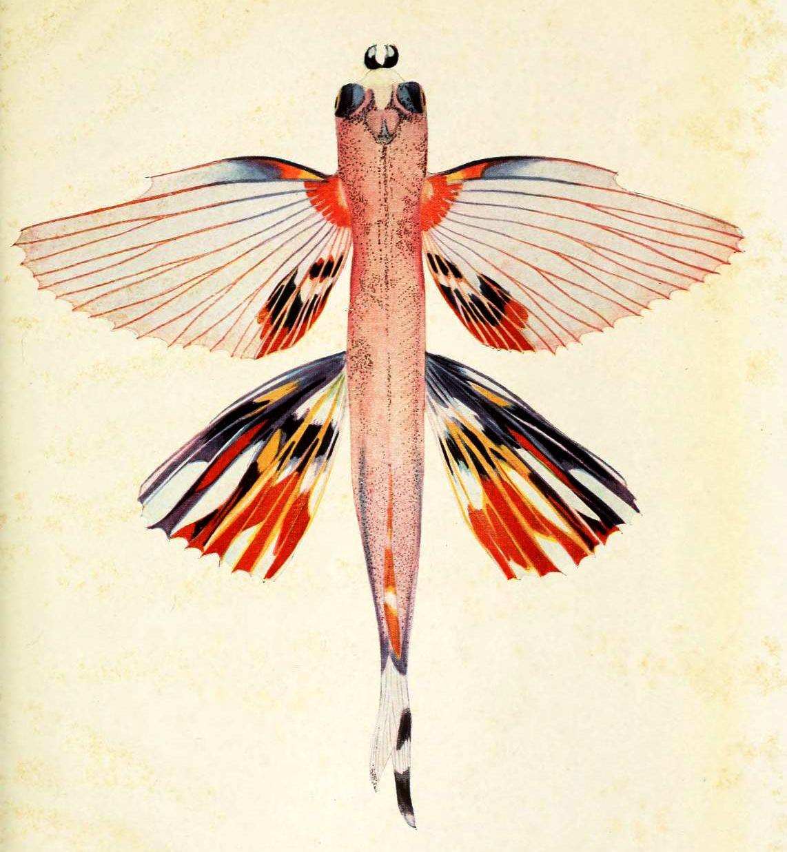 View Full Size Image