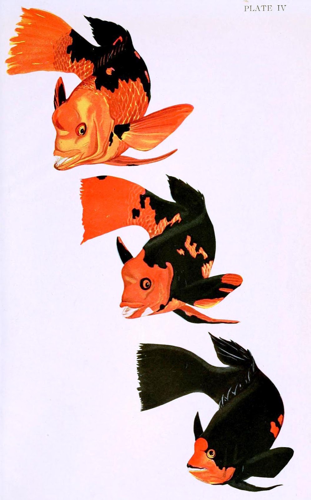 View Full Size Image