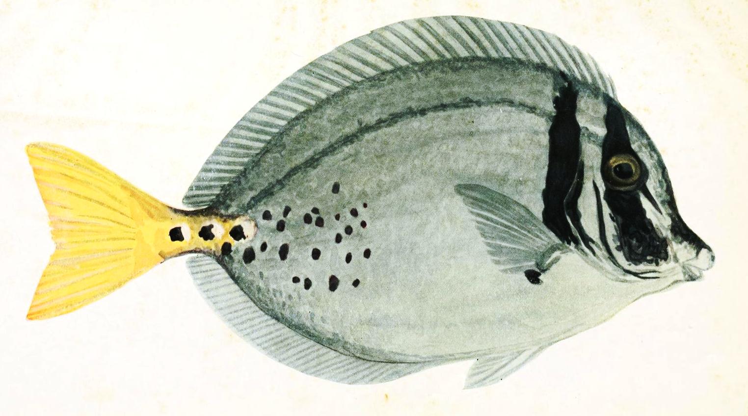 View Full Size Image