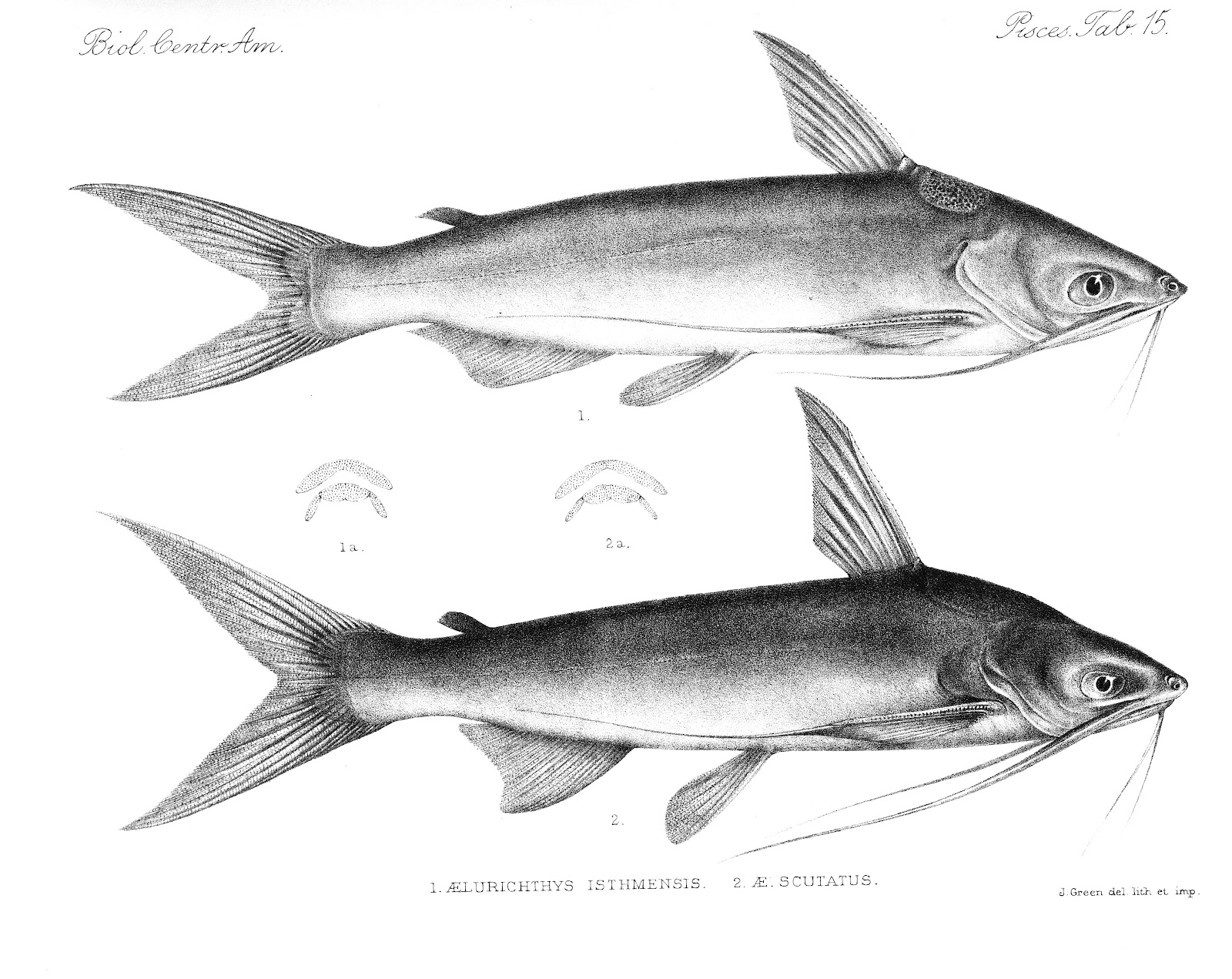 View Full Size Image