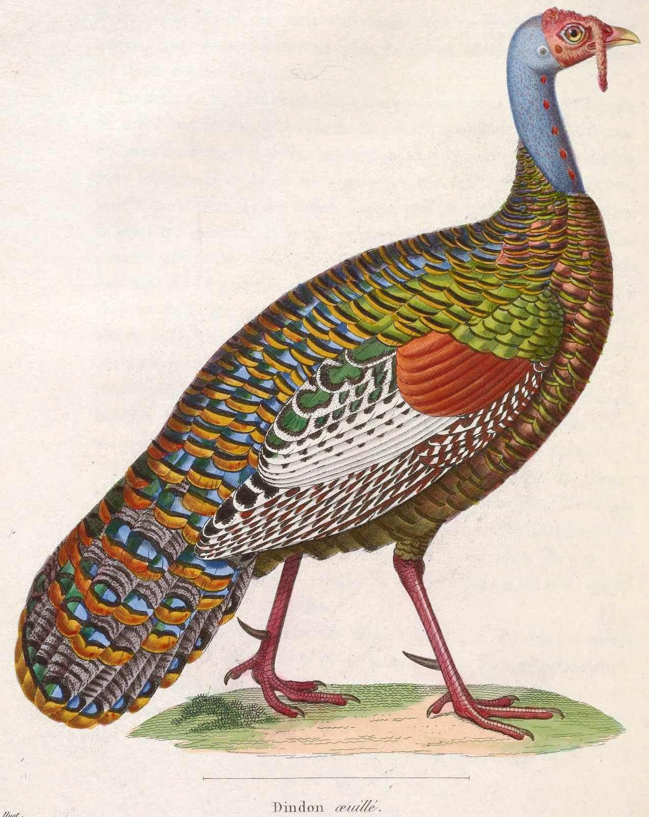 View Full Size Image