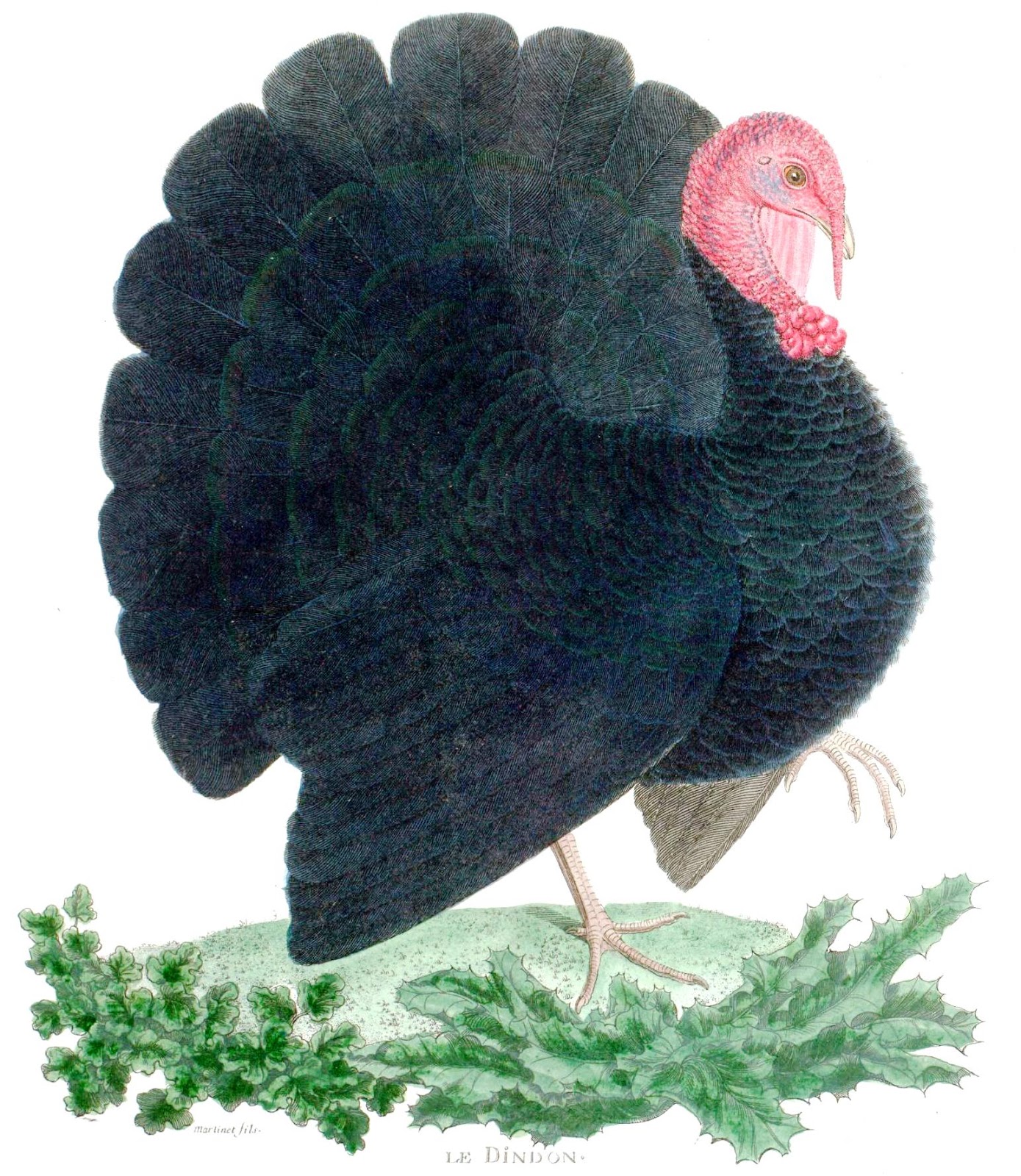 View Full Size Image