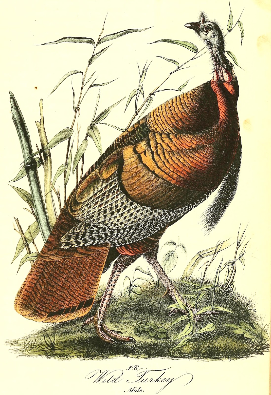 View Full Size Image