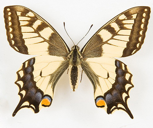 View Full Size Image