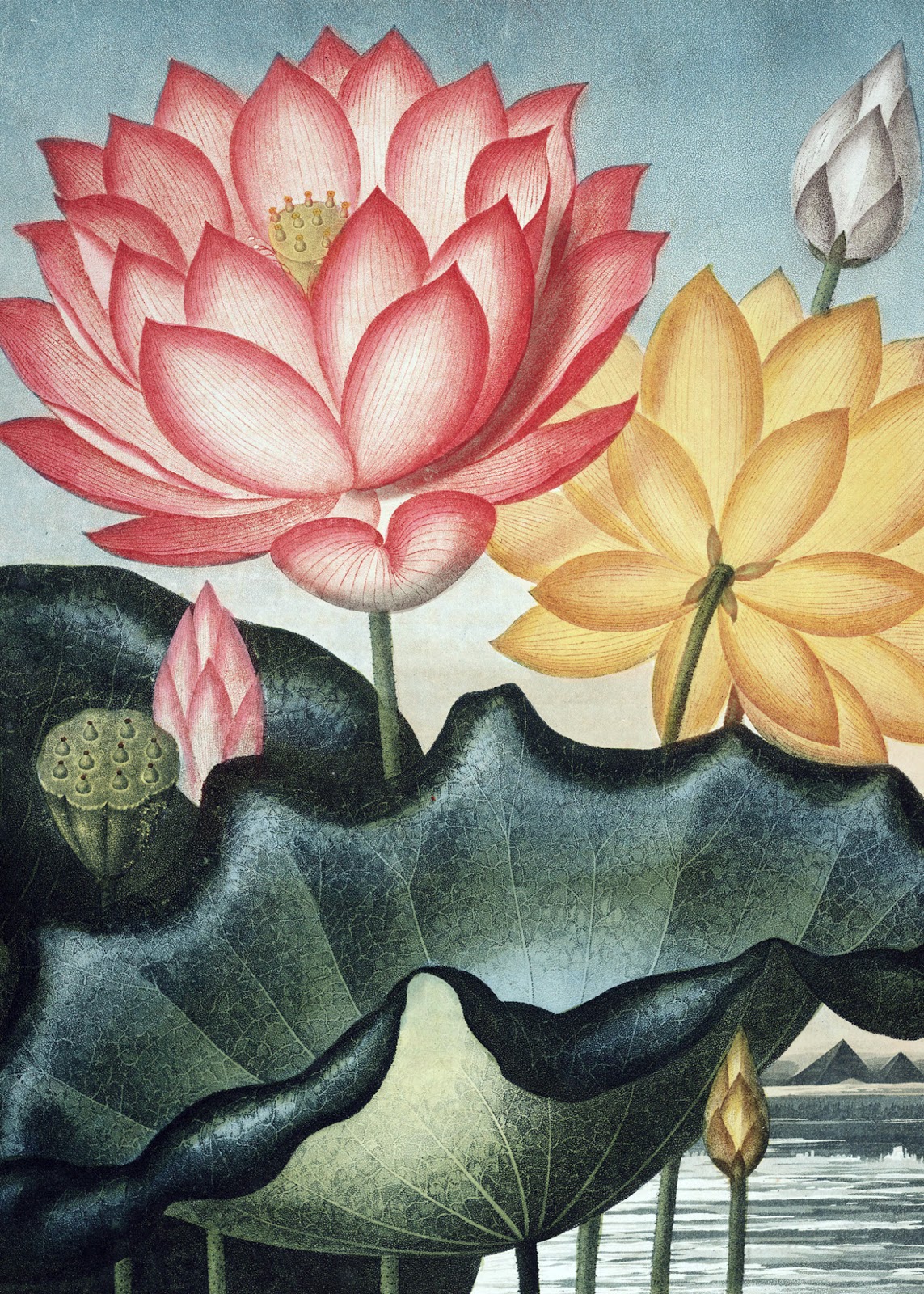 View Full Size Image