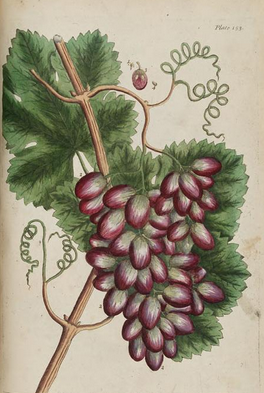 View Full Size Image