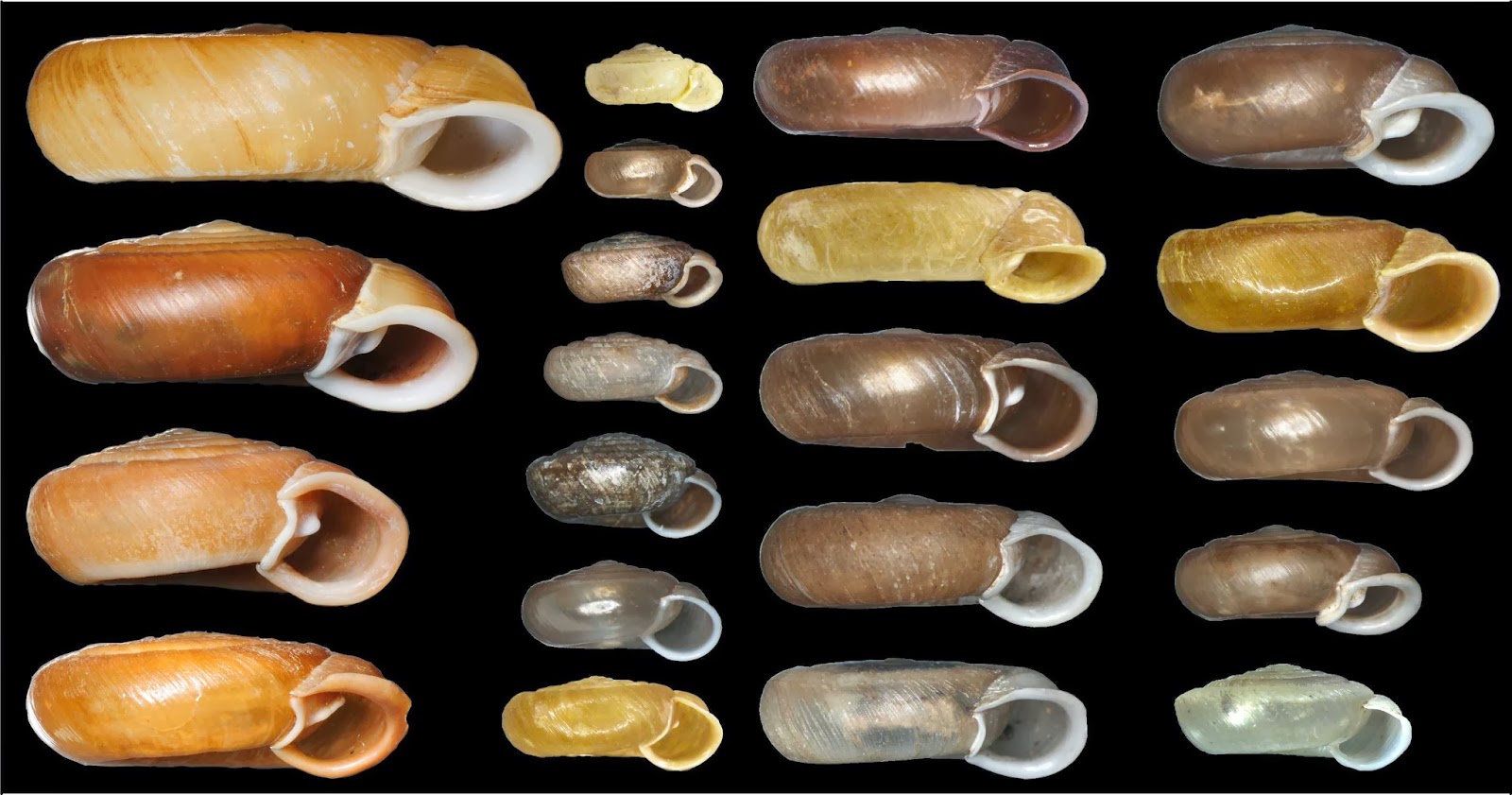 View Full Size Image