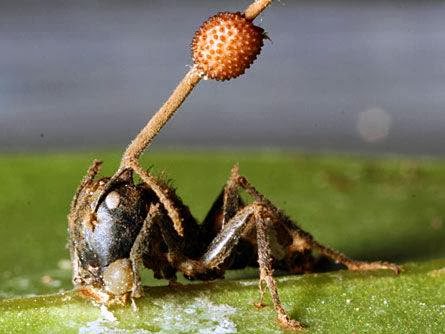 View Full Size Image