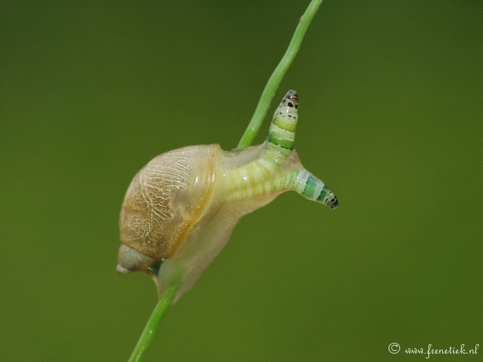 View Full Size Image