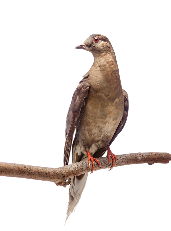 View Full Size Image