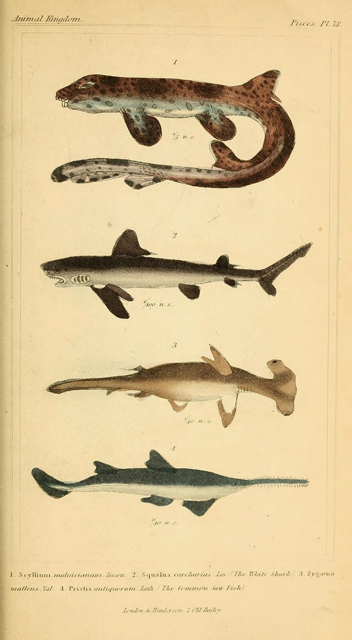 View Full Size Image